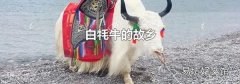 白牦牛的故乡